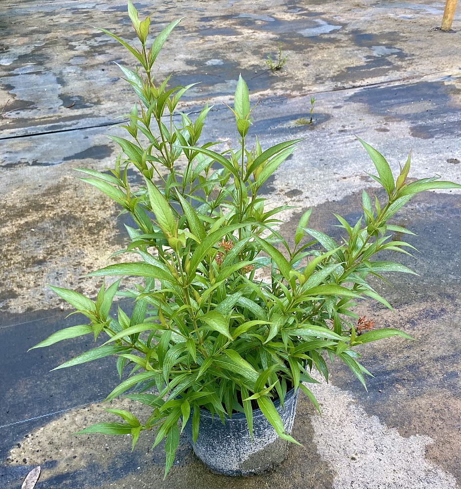 rondeletia-leucophylla-panama-rose