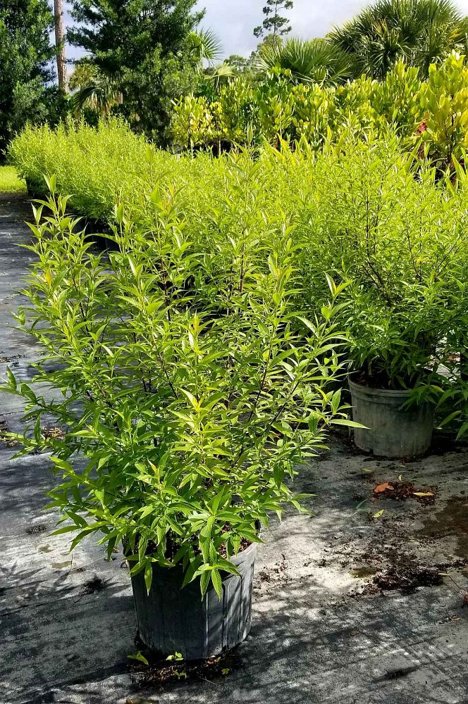 rondeletia-leucophylla-panama-rose