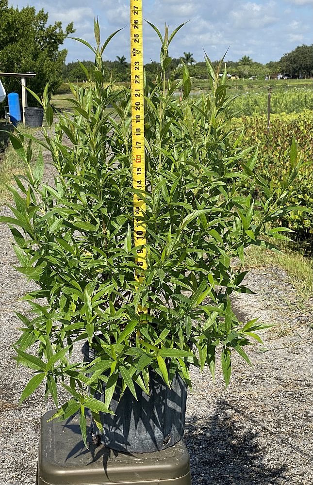 rondeletia-leucophylla-panama-rose