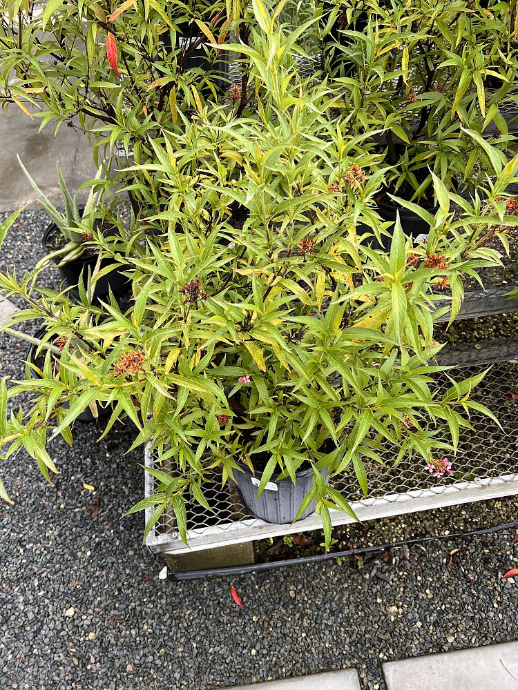 rondeletia-leucophylla-panama-rose
