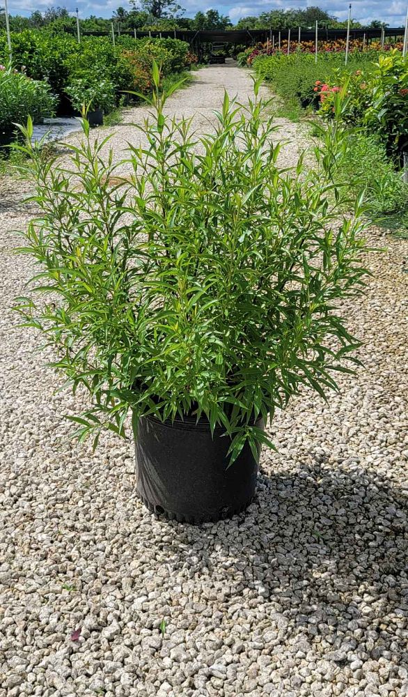 rondeletia-leucophylla-panama-rose