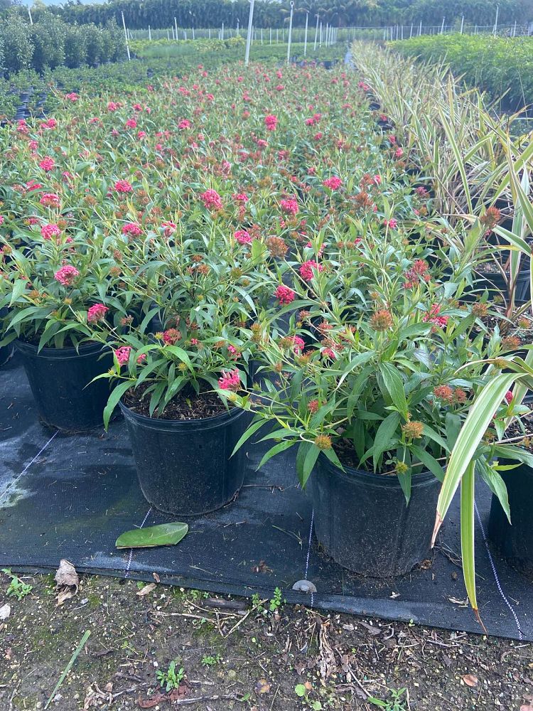 rondeletia-leucophylla-panama-rose