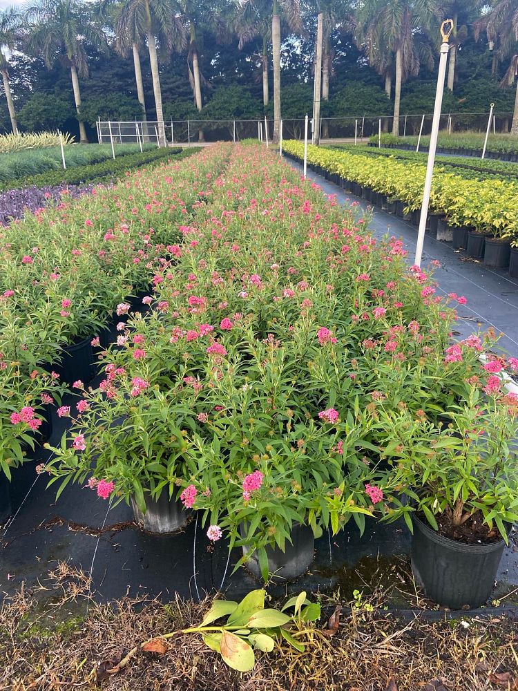rondeletia-leucophylla-panama-rose