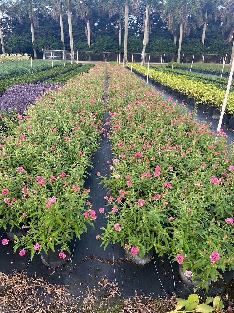 rondeletia-leucophylla-panama-rose