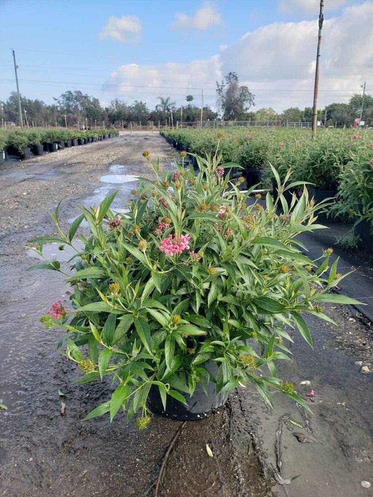 rondeletia-leucophylla-panama-rose