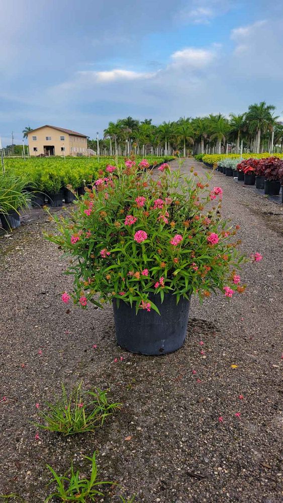 rondeletia-leucophylla-panama-rose