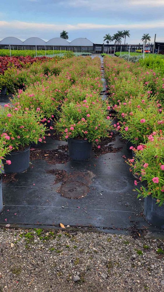 rondeletia-leucophylla-panama-rose