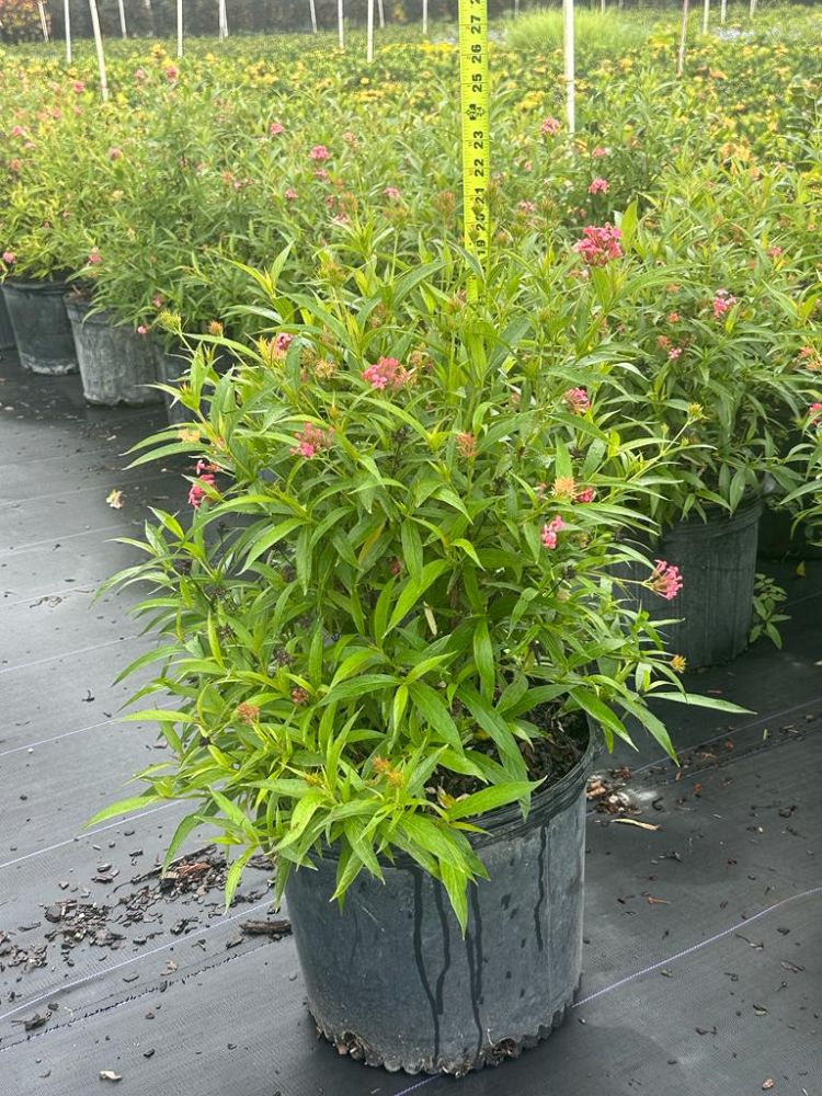 rondeletia-leucophylla-panama-rose