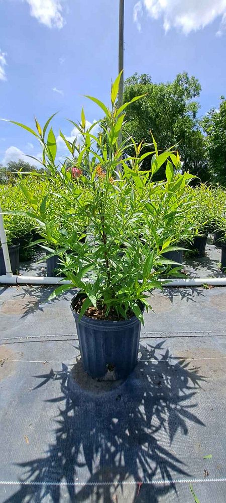 rondeletia-leucophylla-panama-rose