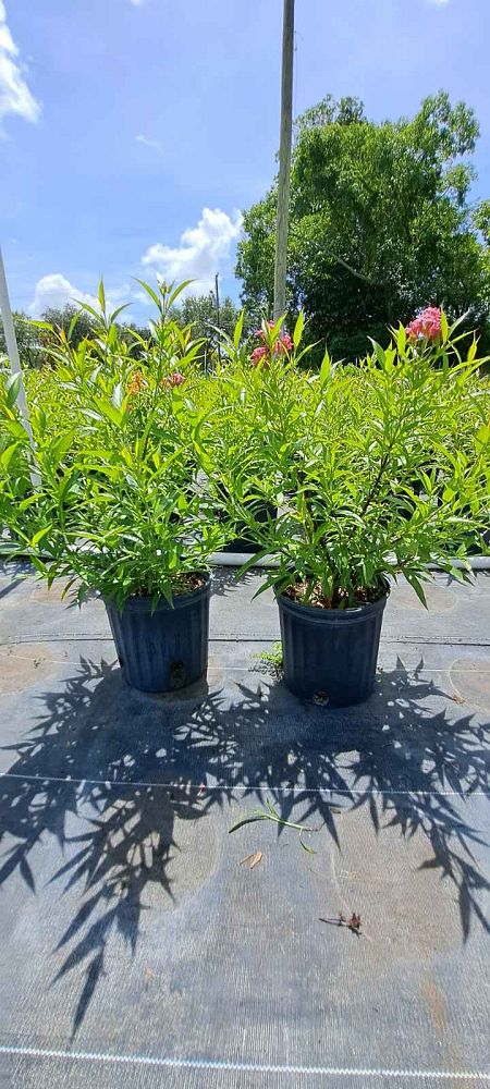 rondeletia-leucophylla-panama-rose