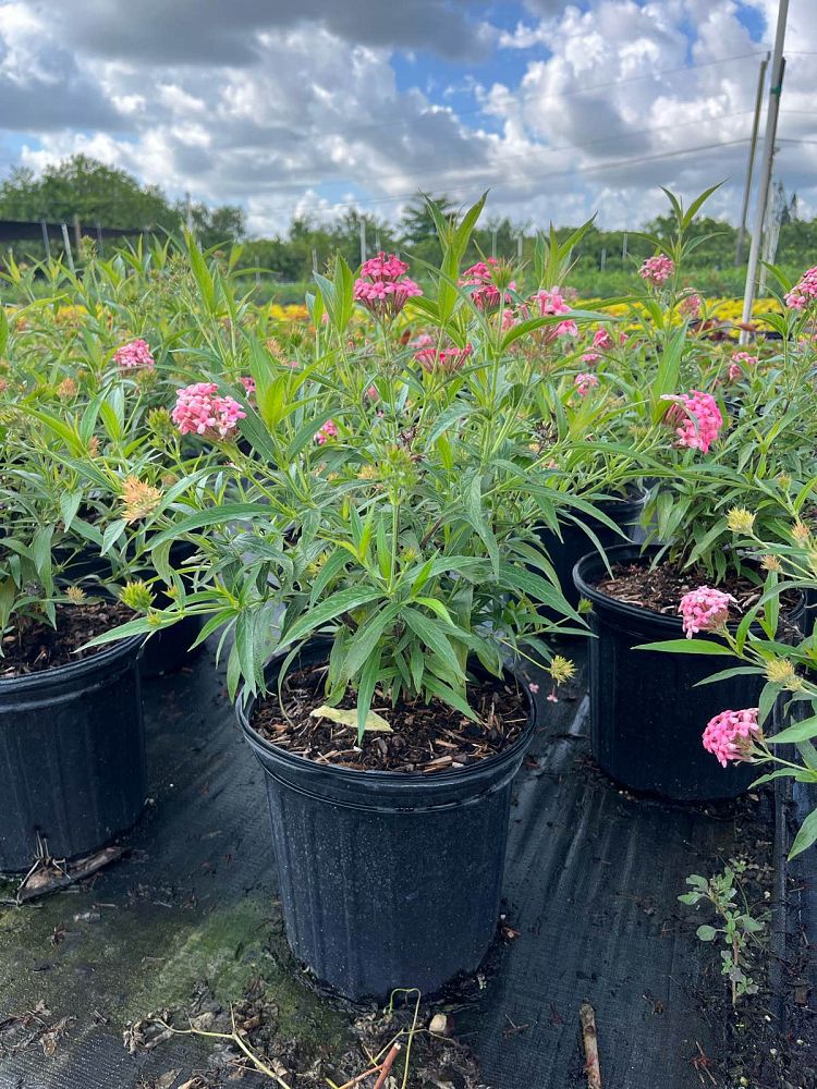 rondeletia-leucophylla-panama-rose
