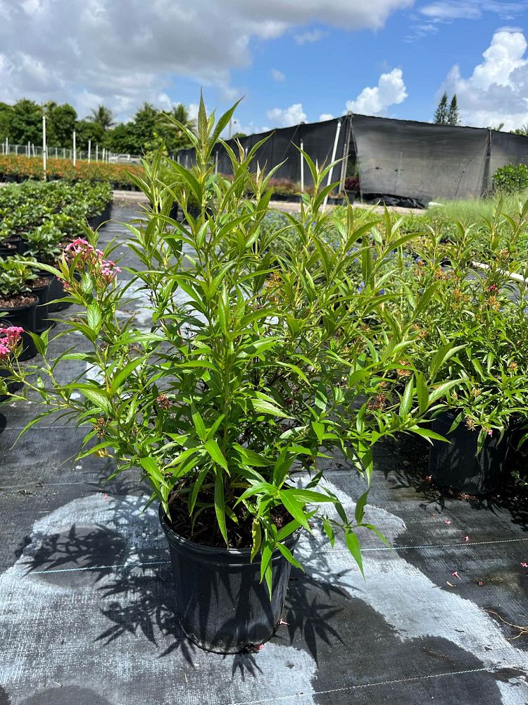 rondeletia-leucophylla-panama-rose