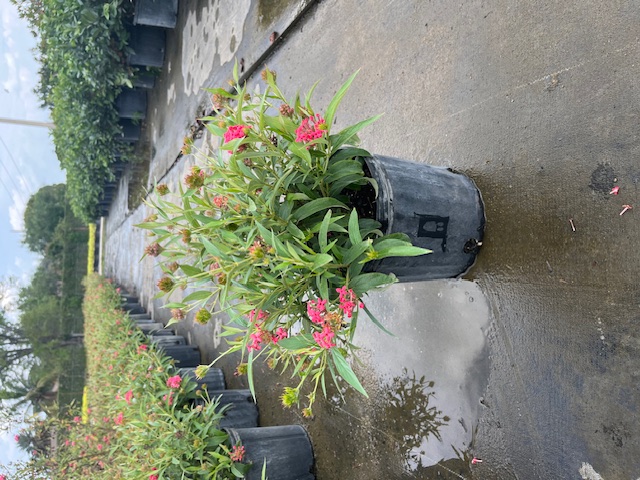 rondeletia-leucophylla-panama-rose