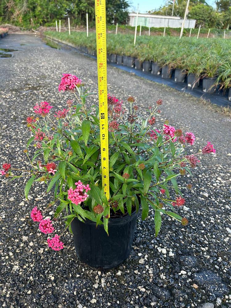 rondeletia-leucophylla-panama-rose