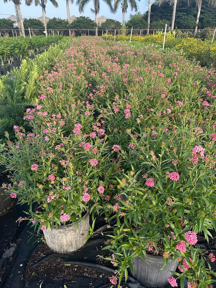 rondeletia-leucophylla-panama-rose