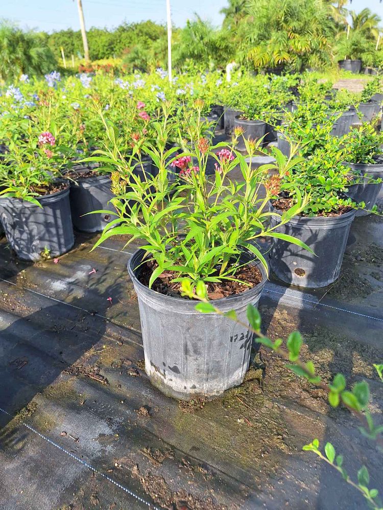 rondeletia-leucophylla-panama-rose