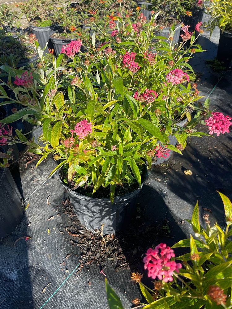rondeletia-leucophylla-panama-rose