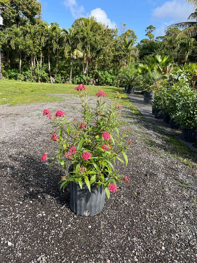 rondeletia-leucophylla-panama-rose