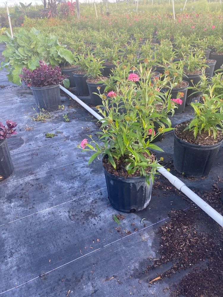 rondeletia-leucophylla-panama-rose