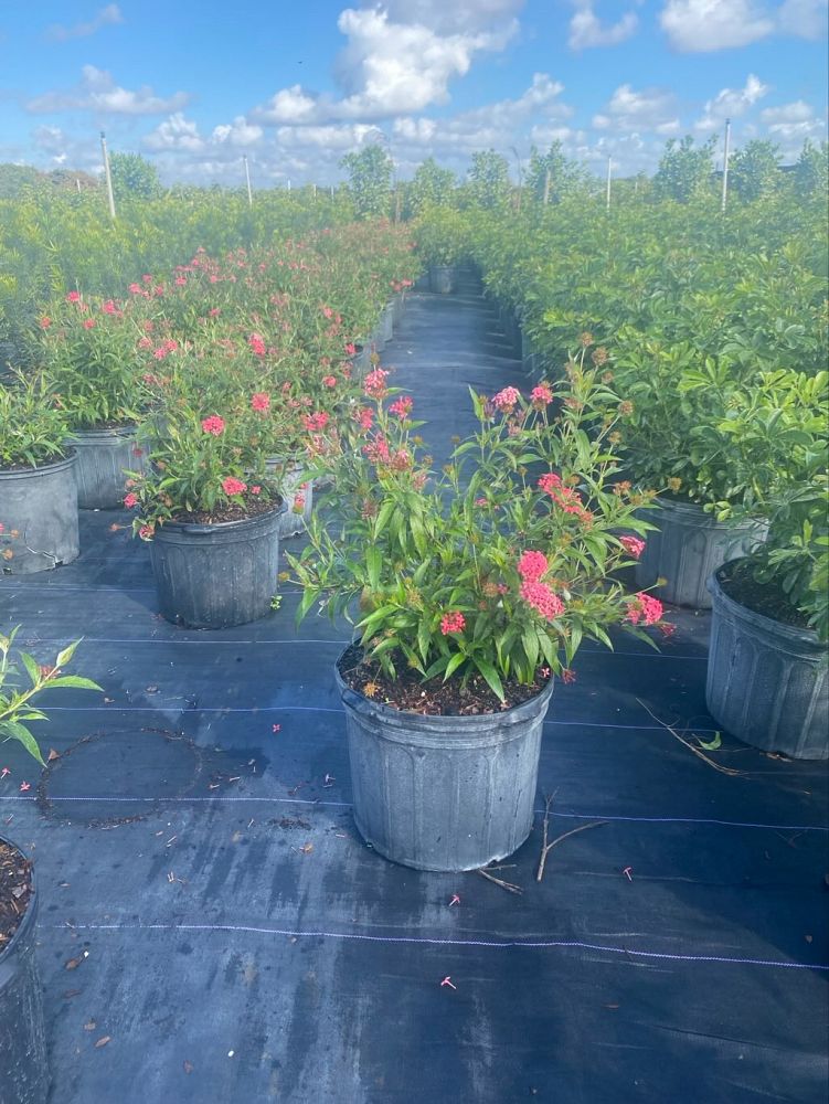 rondeletia-leucophylla-panama-rose