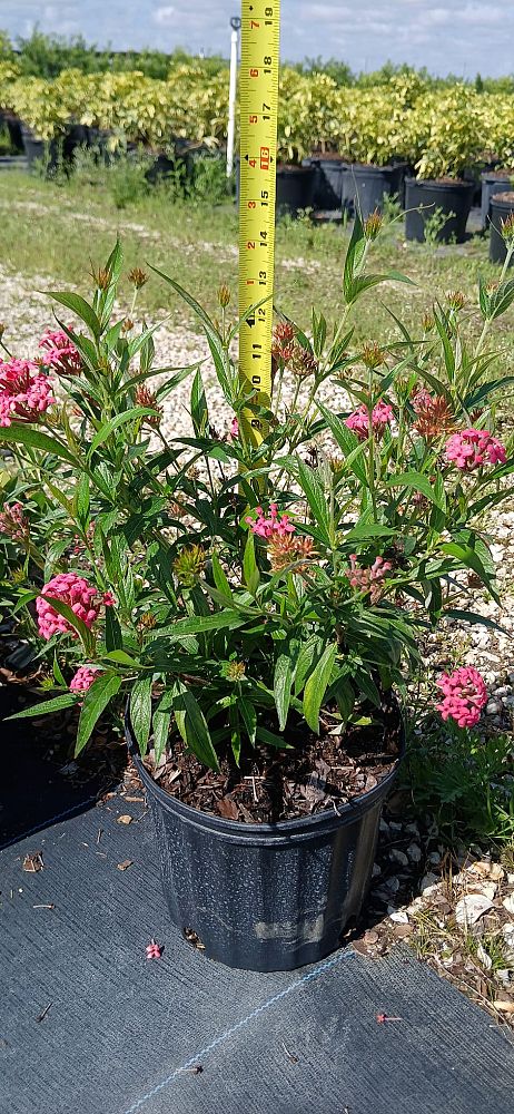 rondeletia-leucophylla-panama-rose