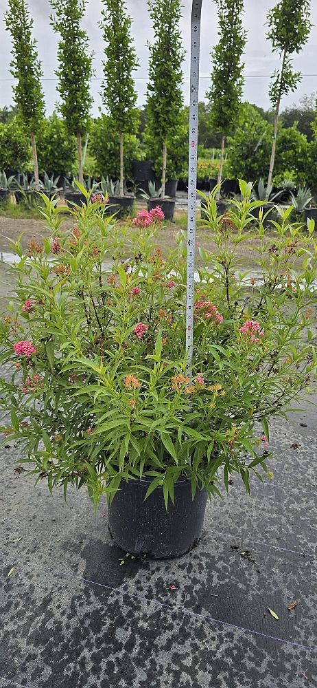 rondeletia-leucophylla-panama-rose