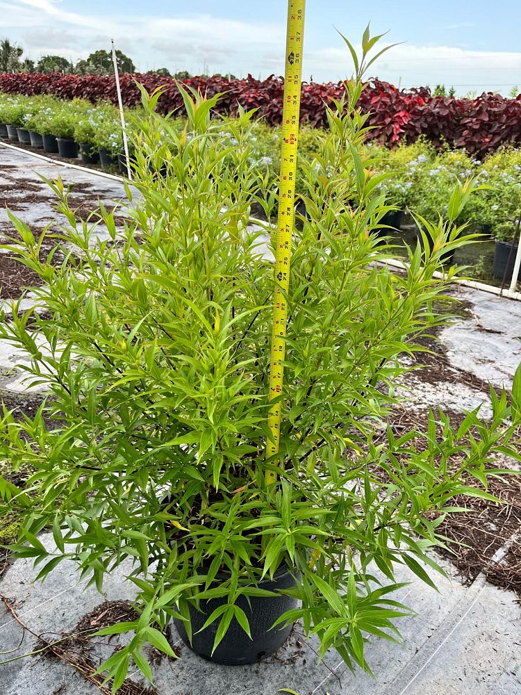 rondeletia-leucophylla-panama-rose