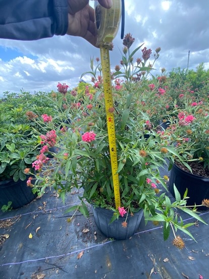 rondeletia-leucophylla-panama-rose