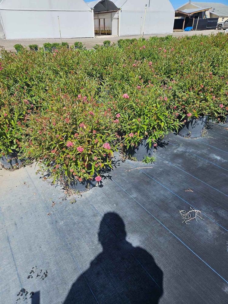 rondeletia-leucophylla-panama-rose