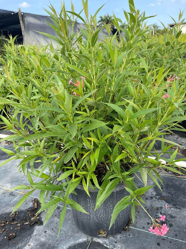 rondeletia-leucophylla-panama-rose