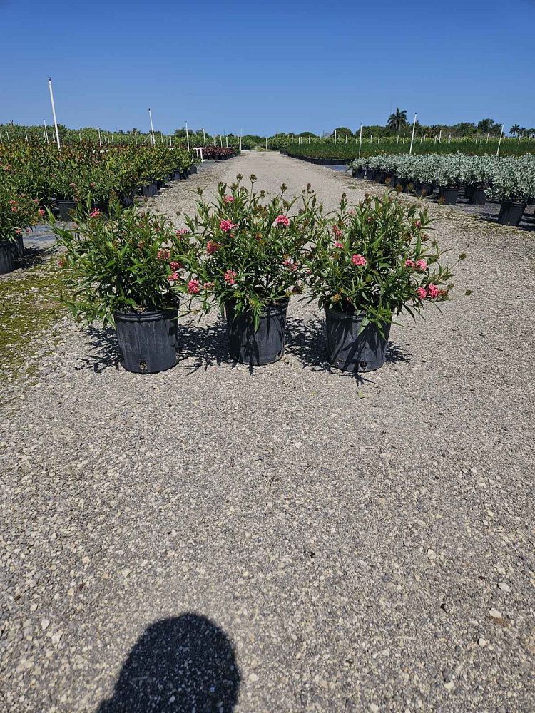 rondeletia-leucophylla-panama-rose