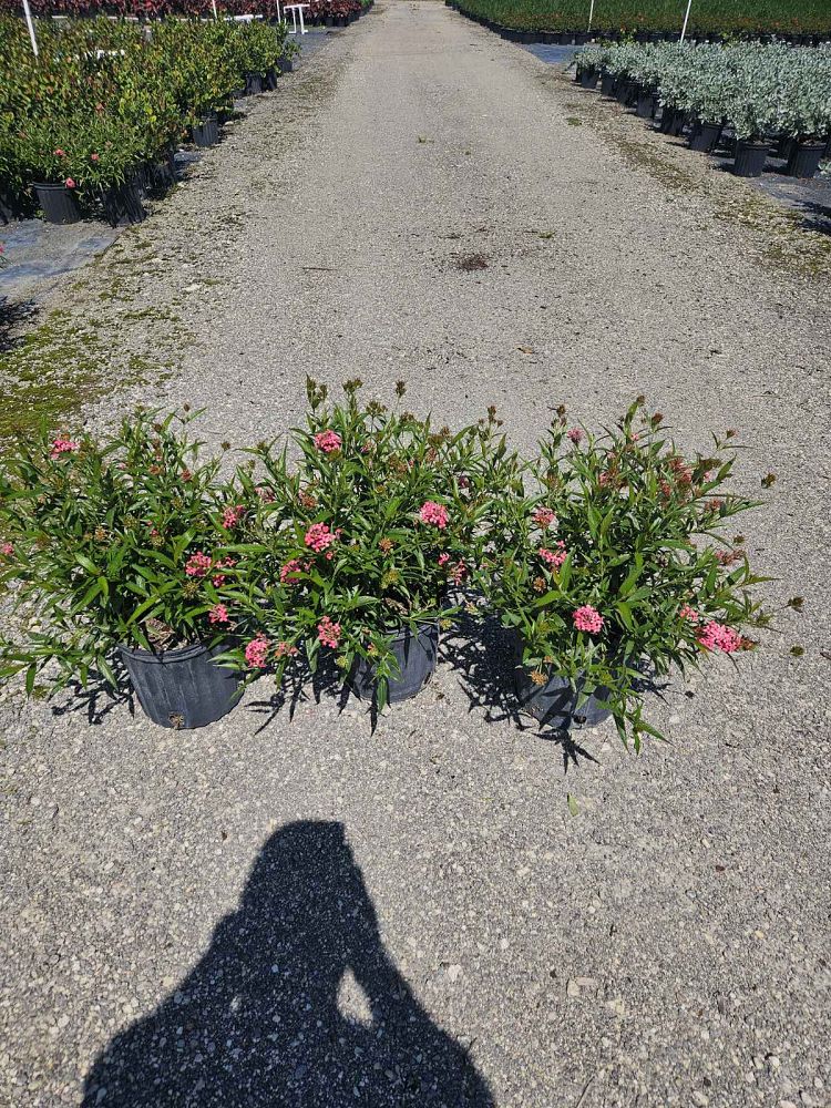 rondeletia-leucophylla-panama-rose