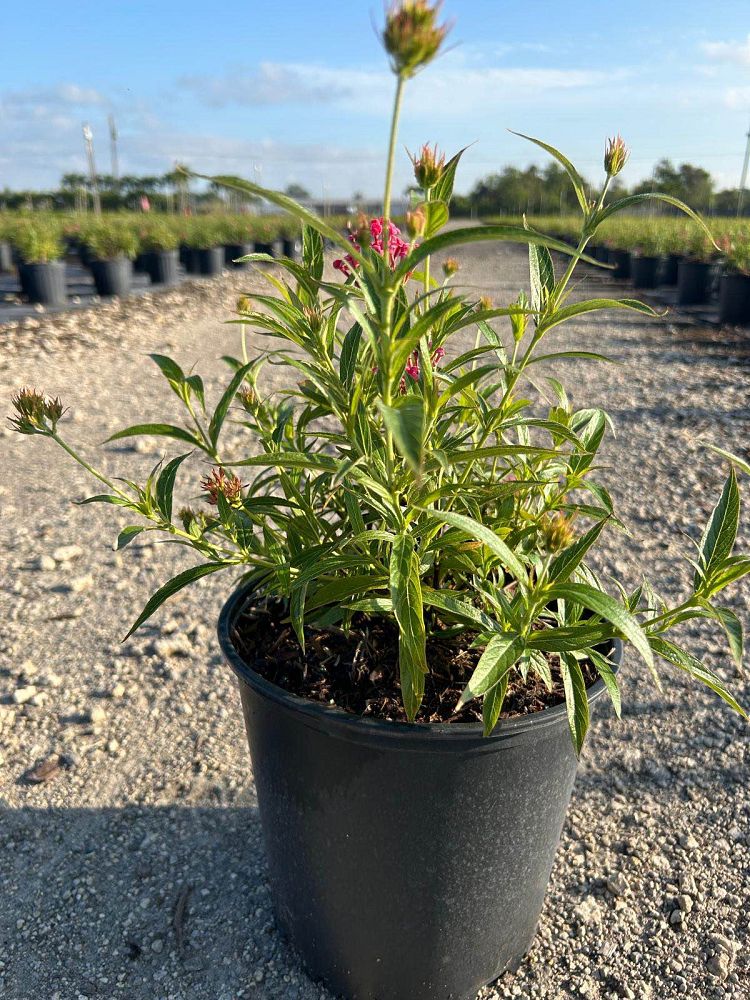 rondeletia-leucophylla-panama-rose