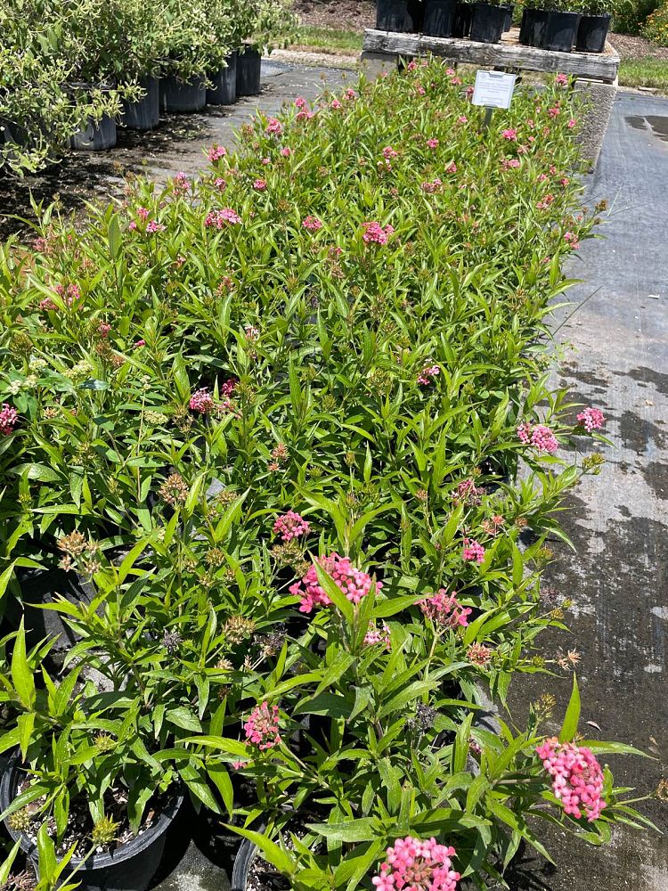 rondeletia-leucophylla-panama-rose