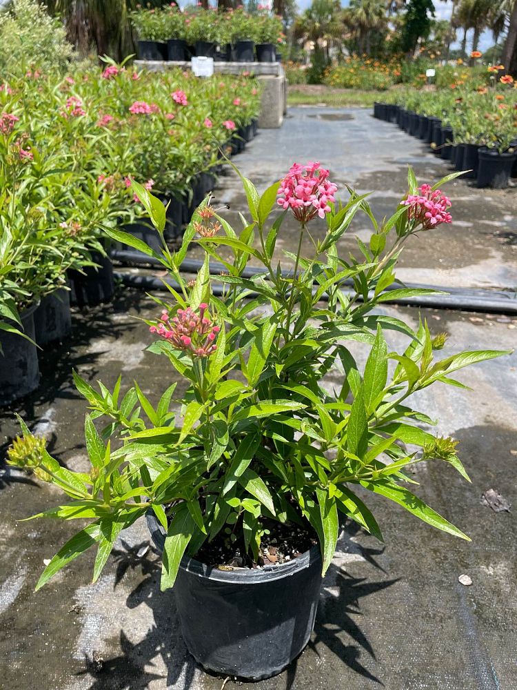 rondeletia-leucophylla-panama-rose