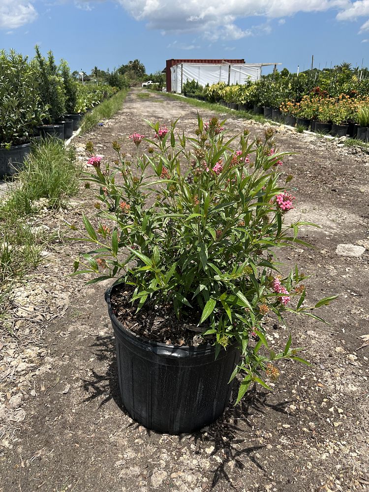 rondeletia-leucophylla-panama-rose