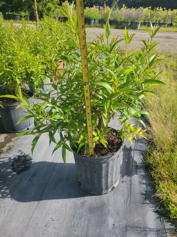 rondeletia-leucophylla-panama-rose