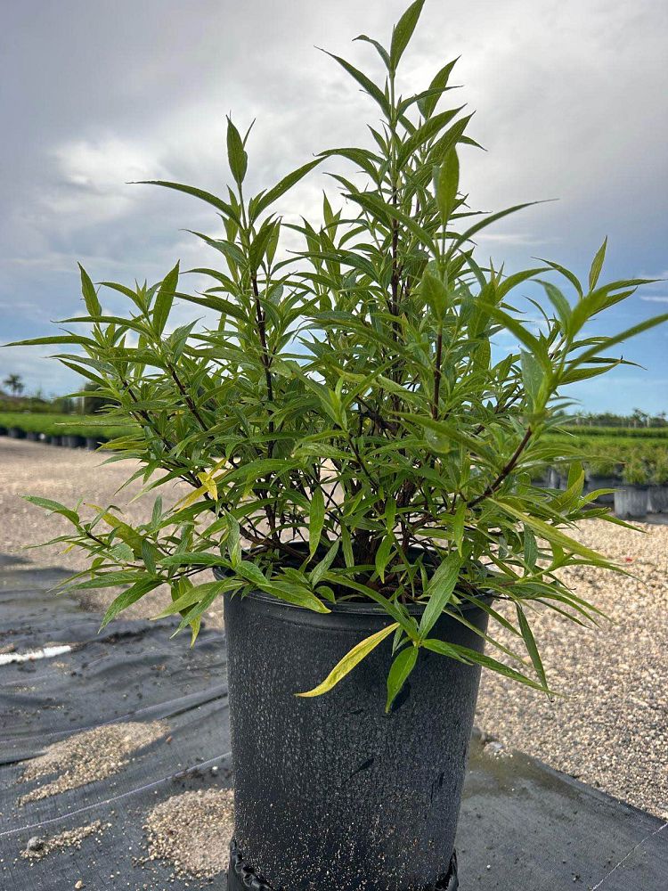 rondeletia-leucophylla-panama-rose