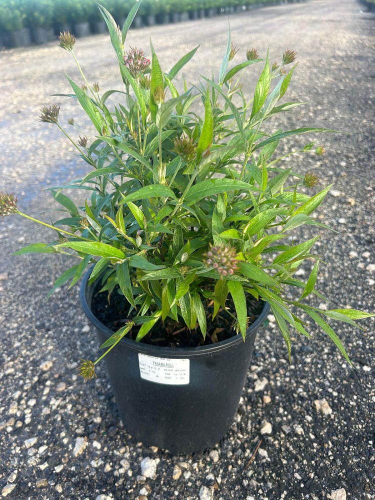 rondeletia-leucophylla-panama-rose