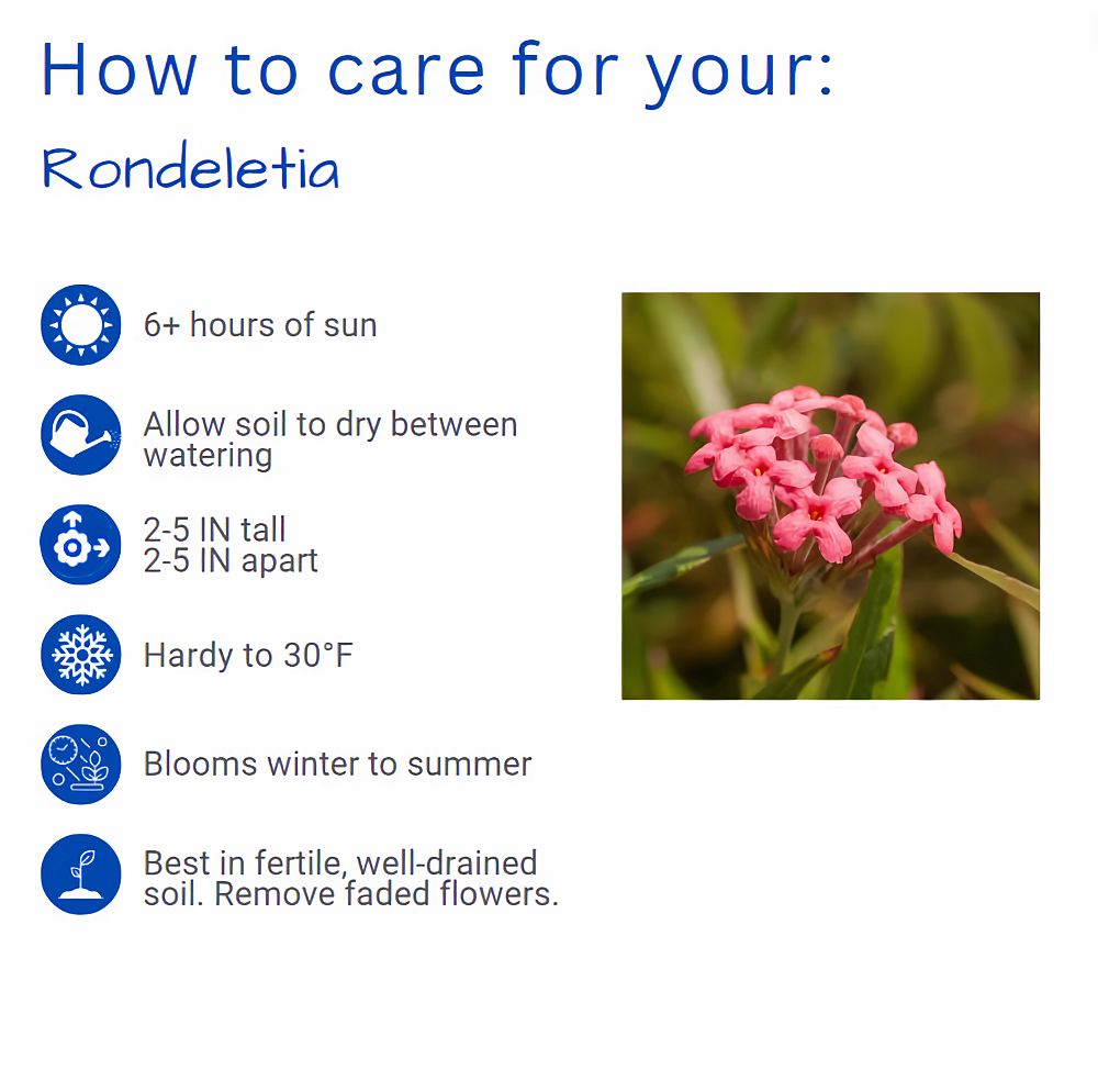 rondeletia