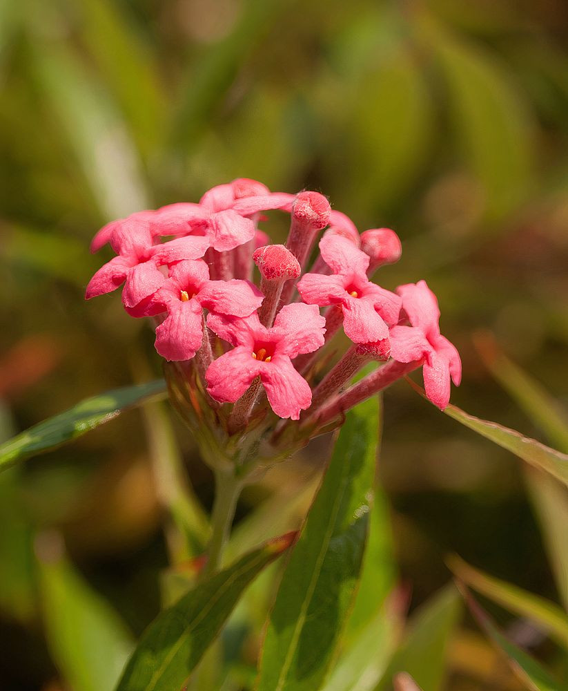 rondeletia