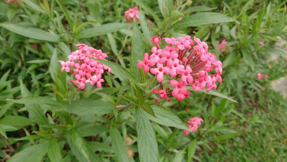 rondeletia