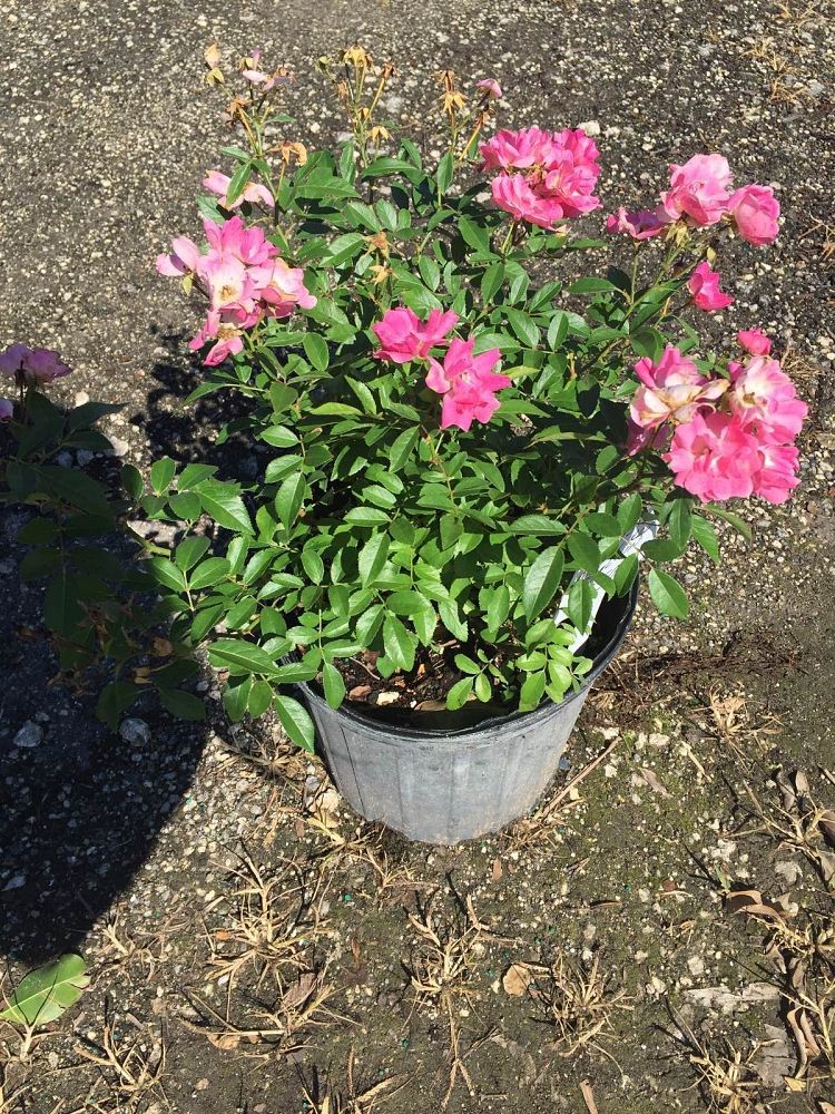 rosa-angel-pink-miniature-rose