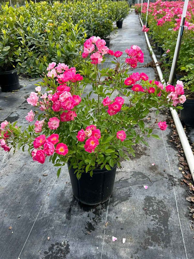rosa-angel-pink-miniature-rose