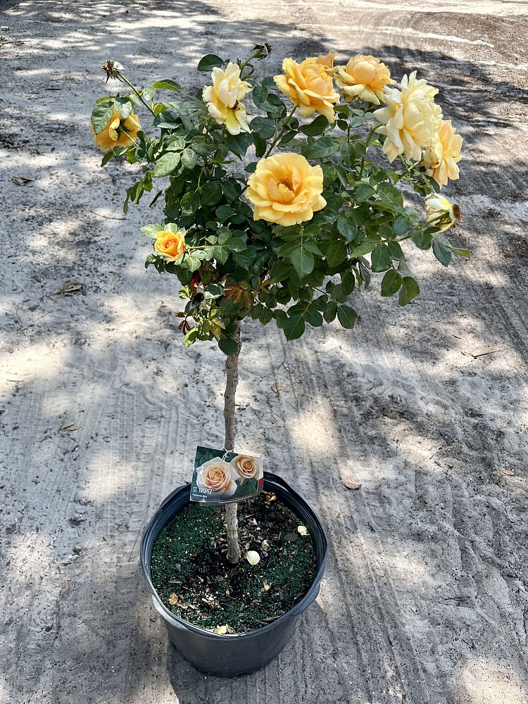 rosa-assorted-assorted-rose