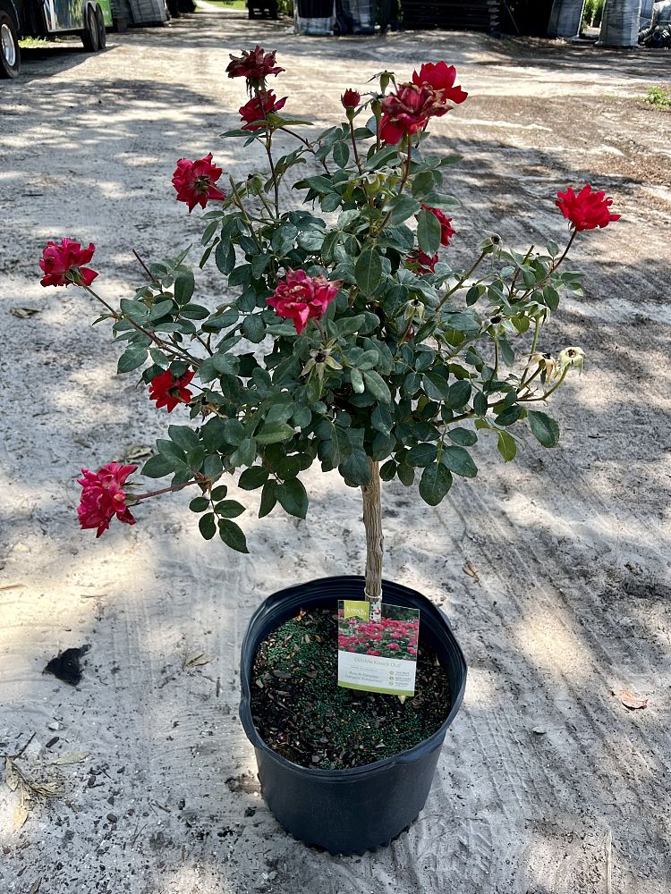 rosa-assorted-assorted-rose