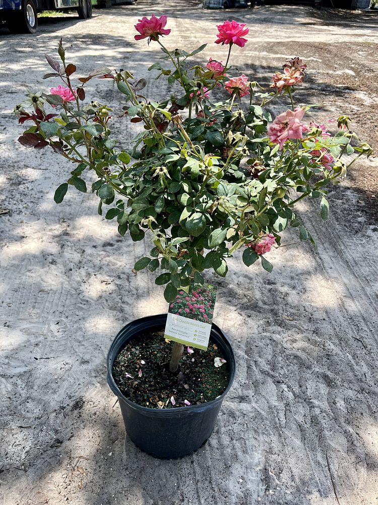 rosa-assorted-assorted-rose