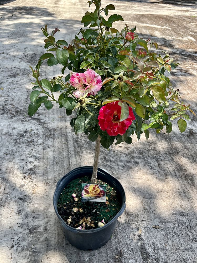 rosa-assorted-assorted-rose