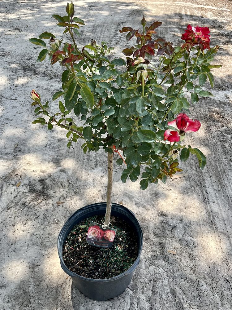 rosa-assorted-assorted-rose