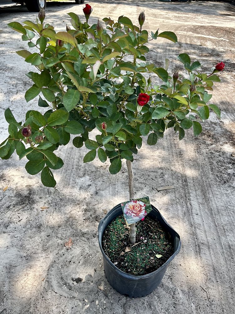 rosa-assorted-assorted-rose